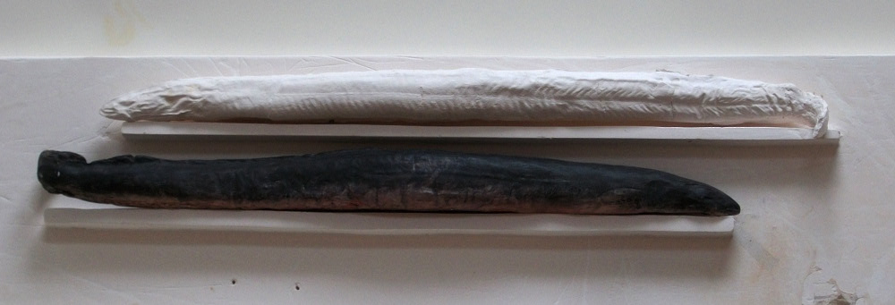 eels